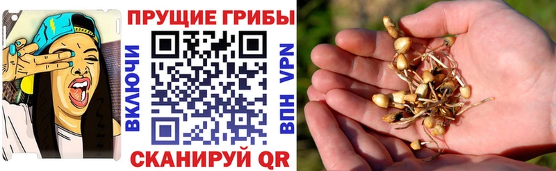 Псилоцибиновые грибы Cubensis  ОМГ ОМГ ТОР  Пролетарск 
